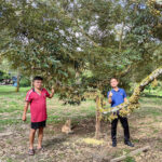 durian tree bearing abundant flowers and fruit