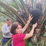 Oil palm tree harvest after 6 months