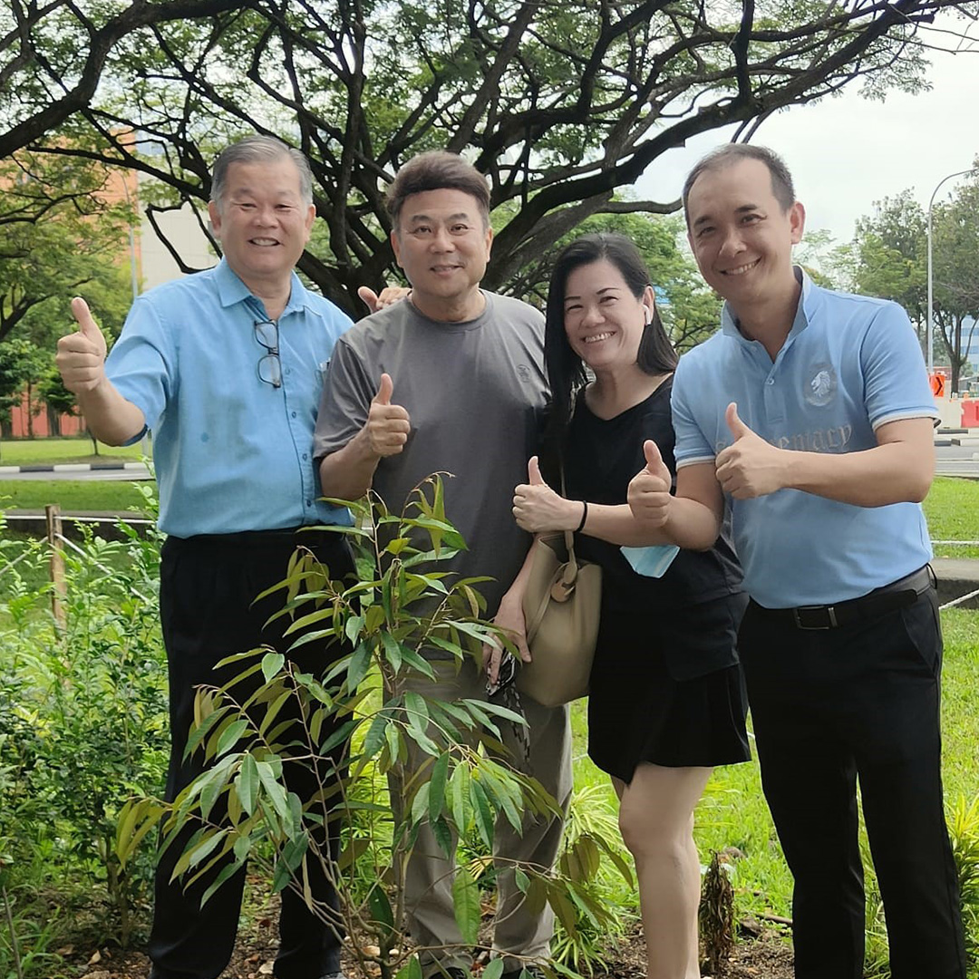 在新加坡协助他们种植榴莲树