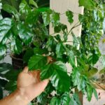 Customer Garden Update: Real Results with MG Formula Fertilizer